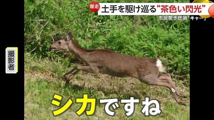 駆け抜けるシカの姿(視聴者提供)