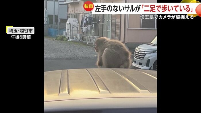 ボンネットにたたずむサル