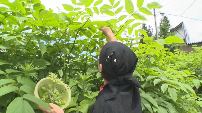 コシアブラ