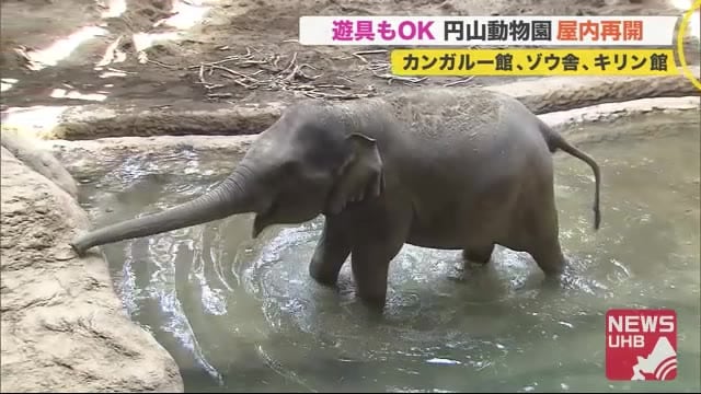 「かわいい!」屋外施設のみ再開していた円山動物園 しっかり”感染対策” ゾウ舎など屋内施設再開