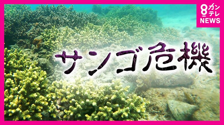 『絶対に残したい』温暖化で海のサンゴが消えるかも　小さな水族館の挑戦　島のシンボル「エダミドリイシ」などを守るために『何でもやる』｜FNNプライムオンライン