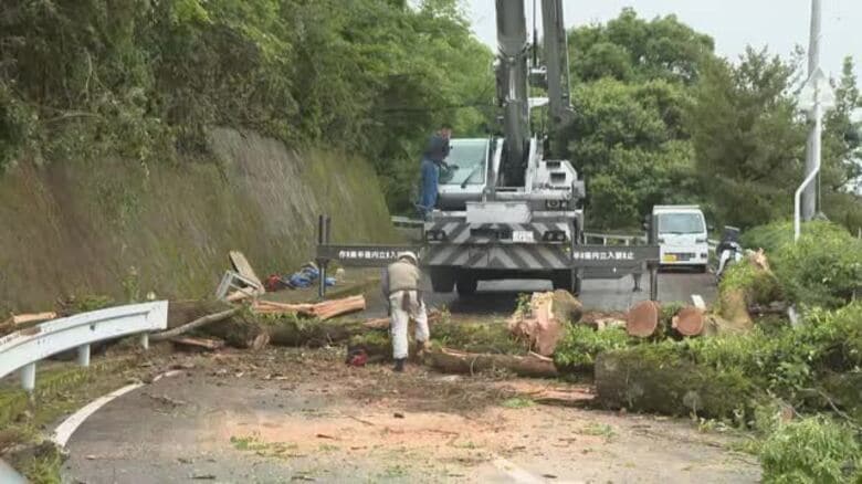 壊れる傘や倒木「もうやばい」台風６号が愛媛でも爪あと　停電も３．４万戸　警察に数十件通報【愛媛】｜FNNプライムオンライン