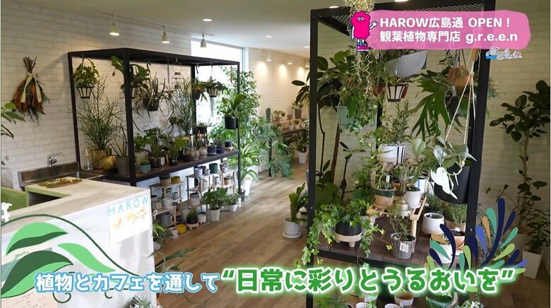 “日常に彩りとうるおいを”植物とカフェを同時に楽しめる　こだわり溢れた観葉植物専門店｜FNNプライムオンライン