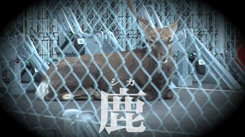 【騒然】東京・八王子の住宅街に突然シカ出没　“角が危ない”住民不安　専門家「戦いに敗れた雄がさまよっていたのでは」｜FNNプライムオンライン