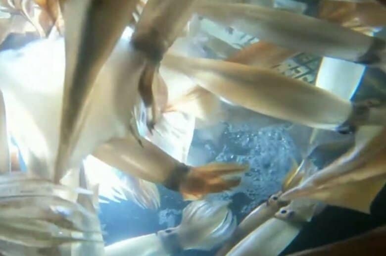 「漁師が日本から消滅する!」スルメイカ“獲れすぎ”で休漁に漁師が困惑…水産庁が漁獲可能量を増やす方向で議論|FNNプライムオンライン