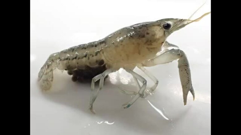 “メスだけで繁殖”特定外来ザリガニ「ふ化から成長早く根絶に高いハードル」愛媛県の飼育研究結果【愛媛】｜FNNプライムオンライン