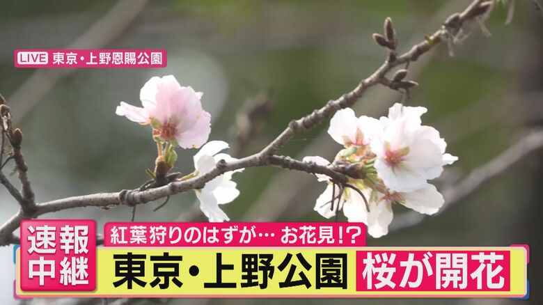 【異変？】東京・上野公園で秋なのに…“サクラ”開花「今まで見たことない」20年見守る管理人驚きも　実は専門家「よくあること」　原因は“葉の虫食い”植物ホルモンに影響か　来春の花見に影響は？｜FNNプライムオンライン