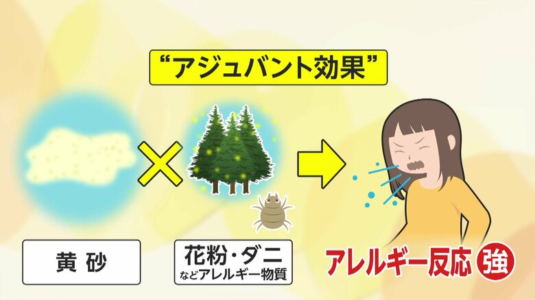 インフルエンザ重症化の恐れ「アジュバント効果」とは　“師走の黄砂”でアレルギーや炎症増強の可能性　対策は?医師「通常のマスクでもある程度効果」｜FNNプライムオンライン