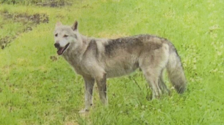 町が大型犬の写真を掲示して注意呼びかけ