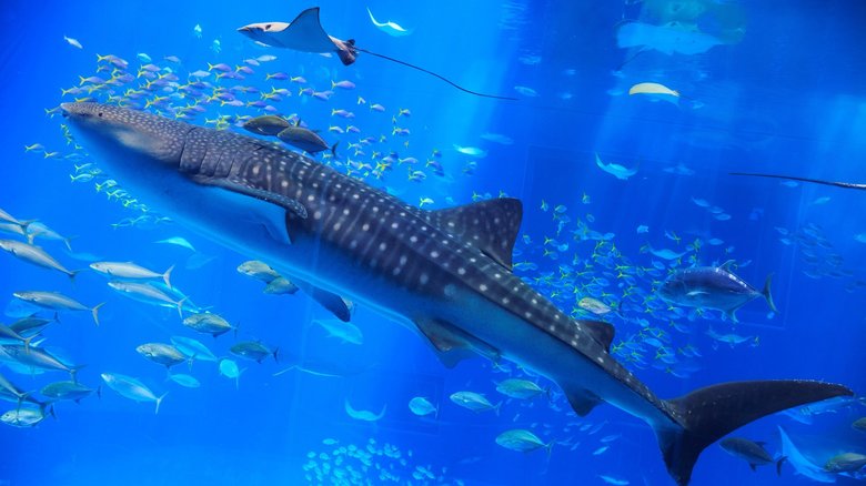 国営沖縄記念公園(海洋博公園):沖縄美ら海水族館