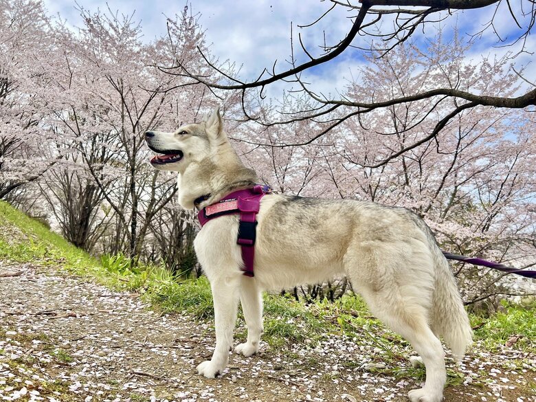 提供：ハスキーいちみちゃんと田舎暮らしさん