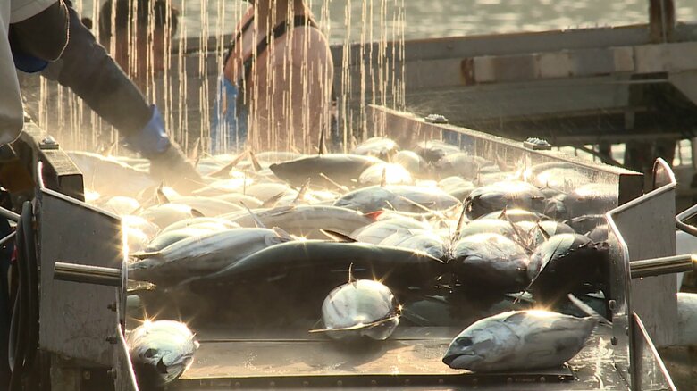 気仙沼港に水揚げされたカツオ