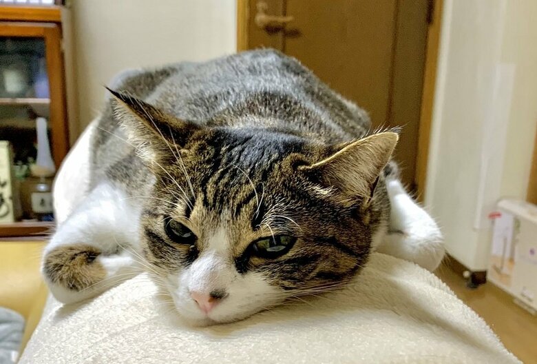 ソファの背もたれで香箱座りの亜種　どこでもできるという