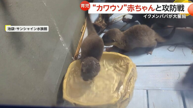 水遊びしたい赤ちゃんを巣箱に戻そうと奮闘するコツメカワウソのお父さん①