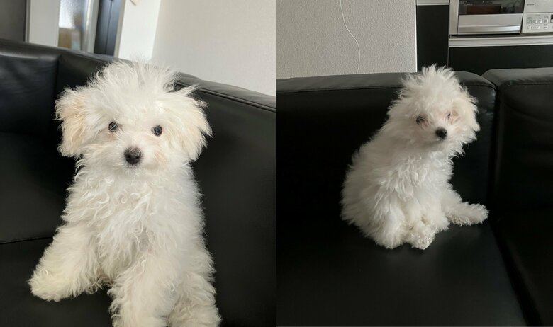 左：普段の姿　右：寝起き（提供：白く、柔らかな犬さん）