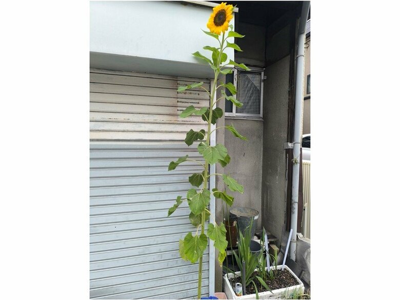 どう見てもデカい