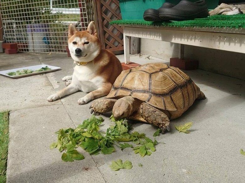 あおちゃんとリクガメのはなちゃん（提供：あおとはなさん）