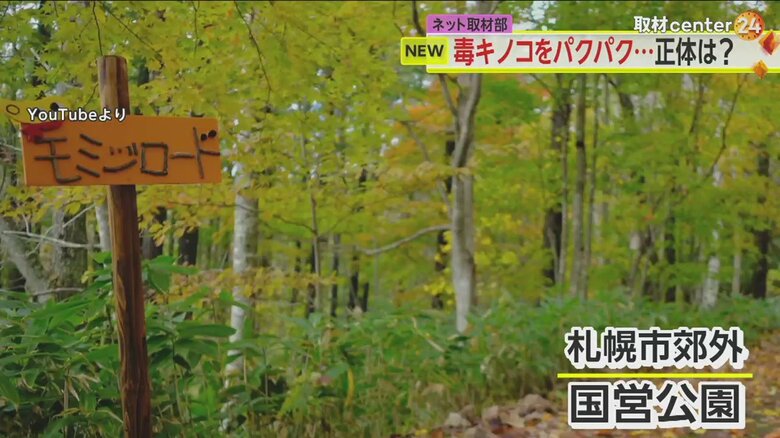 札幌市郊外の国立公園で、ベニテングタケと、それを食べるエゾリスが見つかった