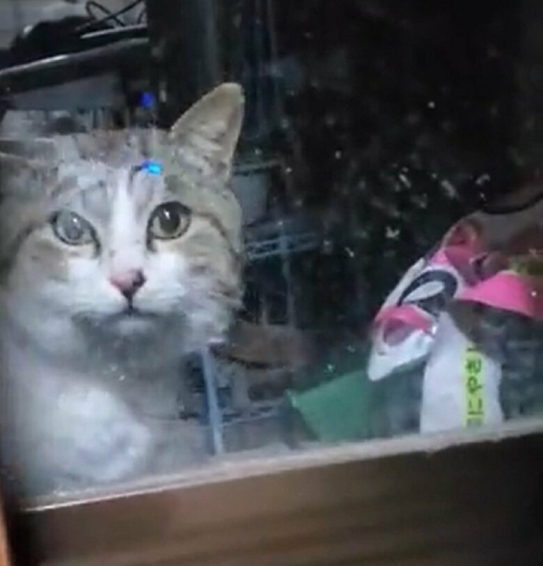 ちょくちょくやってくるという野良猫（投稿画像の撮影日とは別日）