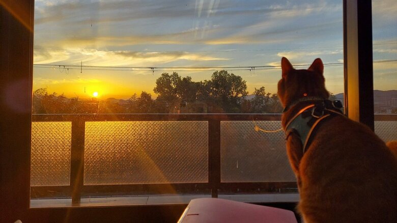 夕焼けとむー隊長