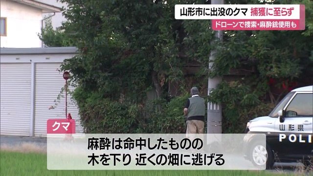 麻酔銃で捕獲を試みたが、クマに逃げられた