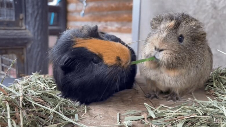 きのこちゃん（左）ともくちゃんの戦い