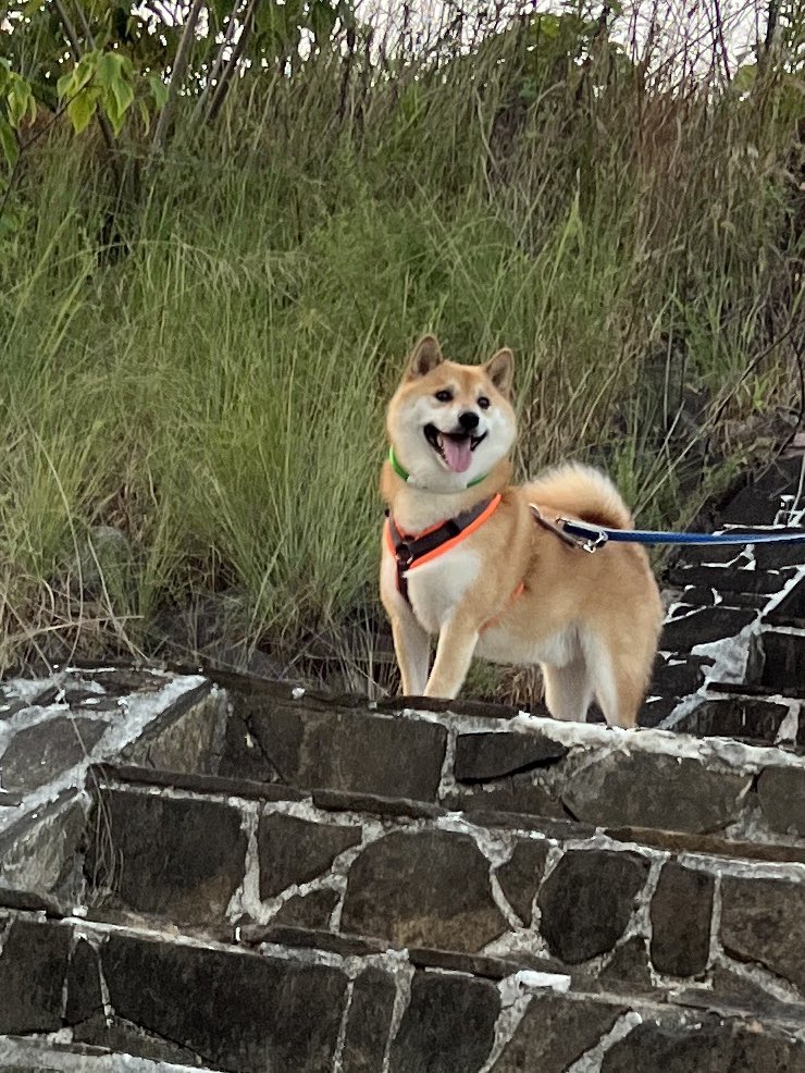 提供：柴犬ふう太さん