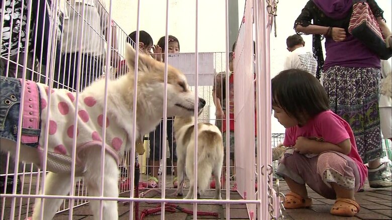 保護した犬や猫の譲渡会
