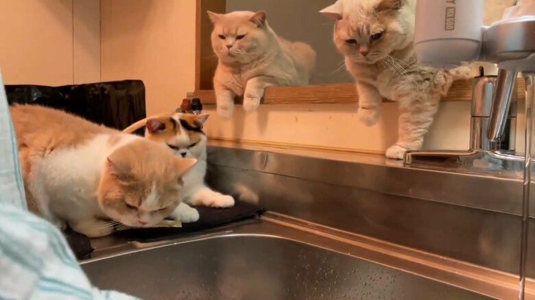 猫たちはもともと洗い物を見るのが大好き