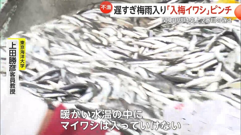 マイワシは比較的冷たい水を好むという