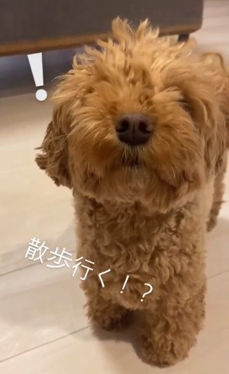 「散歩行く？」の声にフリーズしちゃったチャイちゃん