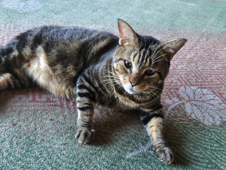 温泉街の元ボス猫・おやかた