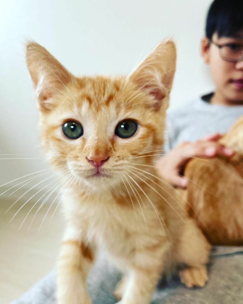 ナッツちゃん（提供：oimo & yuzukiさん）