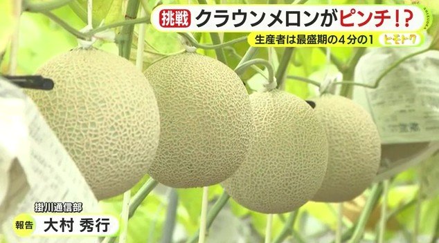 須山さんのクラウンメロン