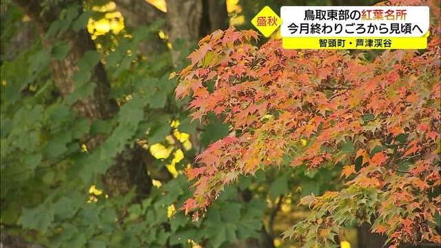 紅葉の名所「芦津渓谷」木々が色づき始める 見頃は今月末から(鳥取・智頭町)