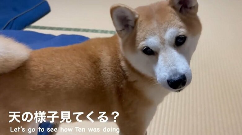 もう1匹の猫・天くんは大丈夫だろうか？