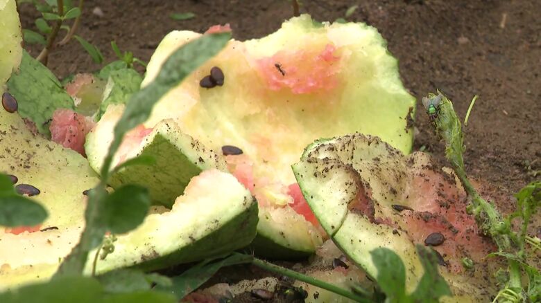 クマが農作物を食い荒らすケースが相次ぐ