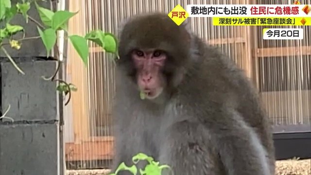 まるで挑発するかのように…住民の目の前でブドウを食い荒らす