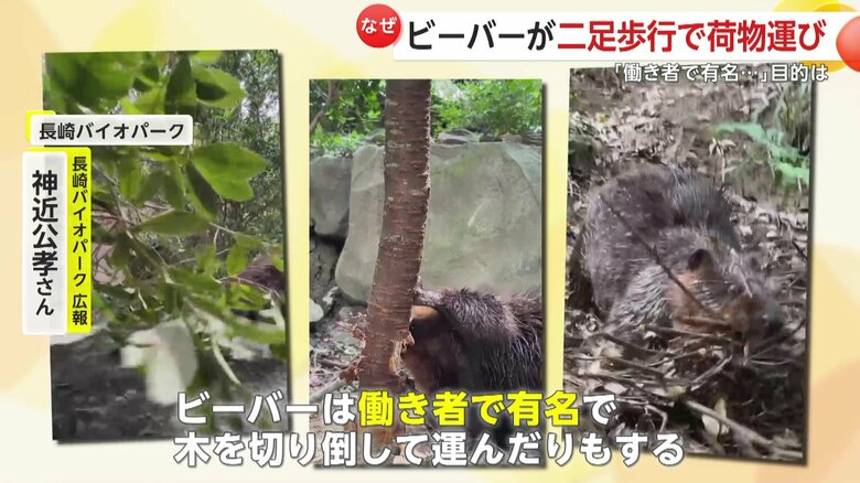 ビーバーは木を切り倒して運んだりもする働き者だという