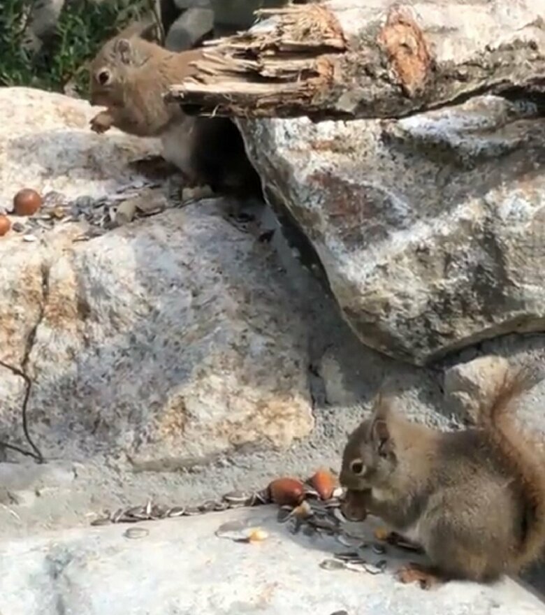 （提供：神戸どうぶつ王国）