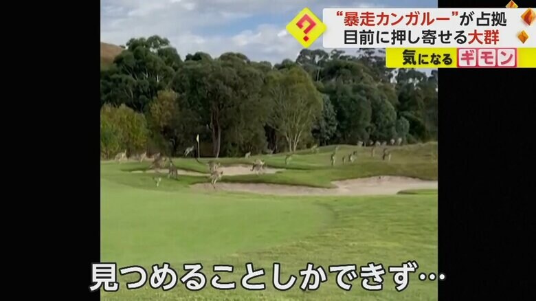 ゴルフ場を大暴走するカンガルーの大群④