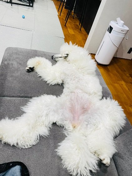 “ヘソ天”なベルちゃん