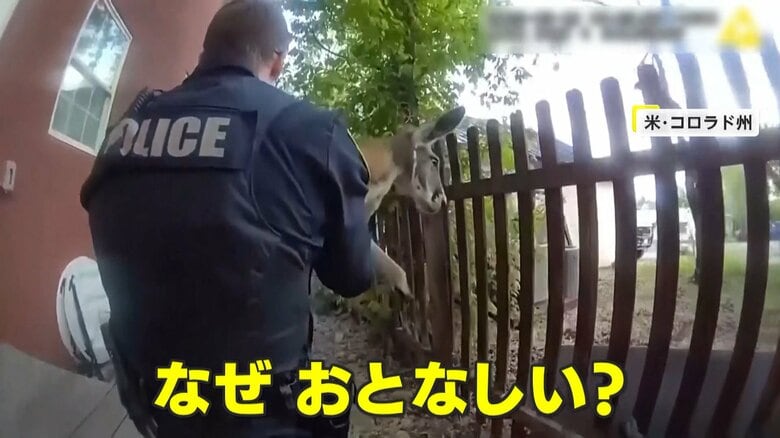 取り乱す様子もなく警察官に抱かれるカンガルー（Durango Police Department）