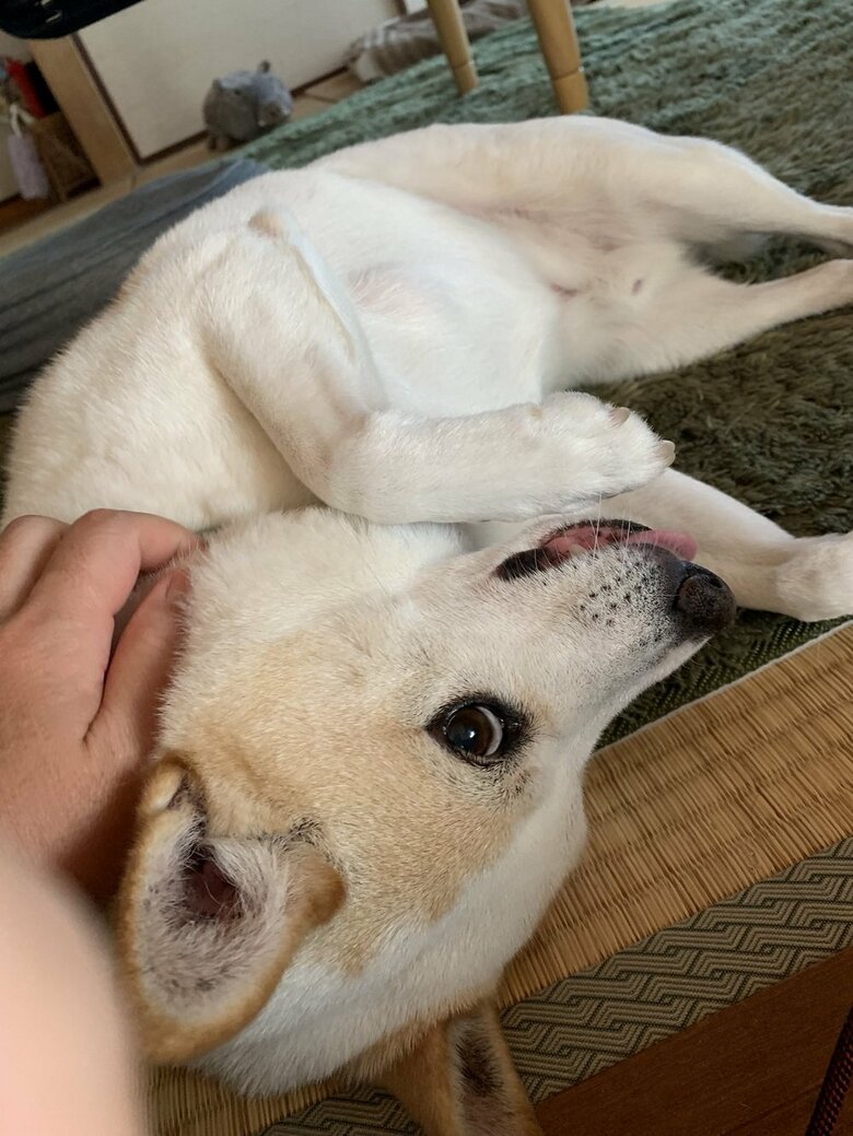 上目遣いで甘えている