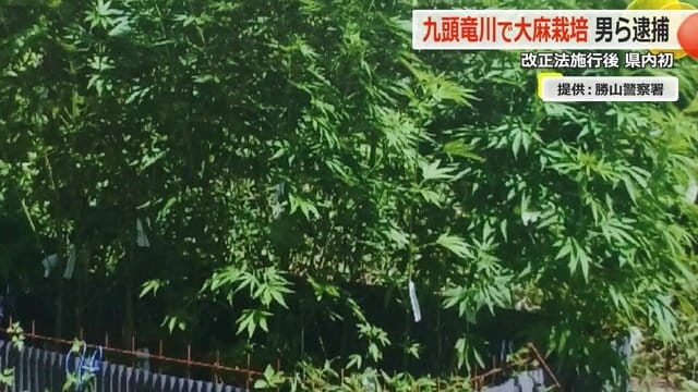 花穂がついておらず薬物にはならない