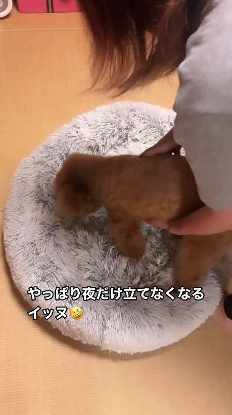 提供：Leo トイプードルさん