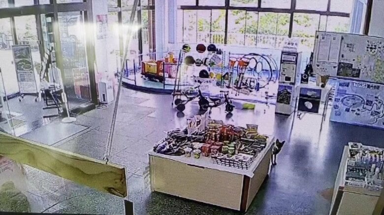 商品棚の後に身を隠すキツネ（画面右側）