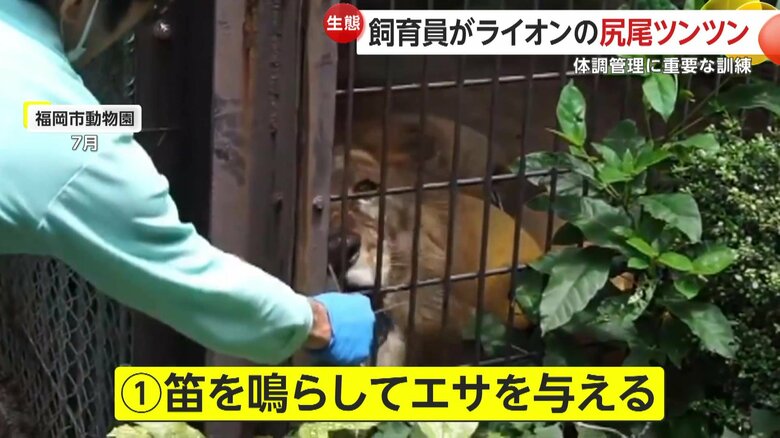 エサを与えられるチャチャ丸（提供：福岡市動物園）