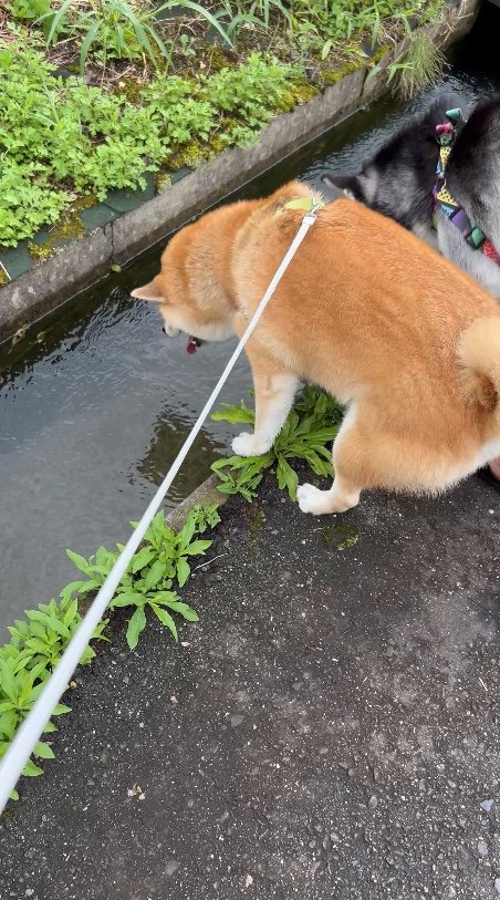 提供：柴リアンハスキーもちごめ兄弟さん