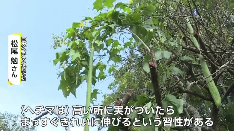 ツルを竹に巻き付け、障害物を避けて育つよう工夫